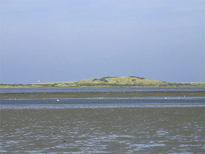 wadlopen ameland 05