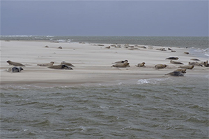 zeehonden