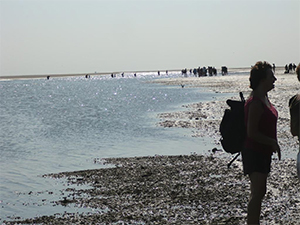 zeehonden wadlooptocht