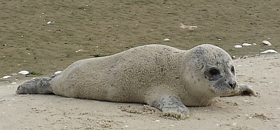 Schiermonnikoog zeehond